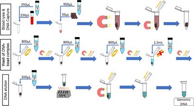 Parallel DNA Extraction From Whole Blood for Rapid Sample Generation in Genetic Epidemiological Studies